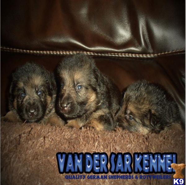 Puppies in Tampa